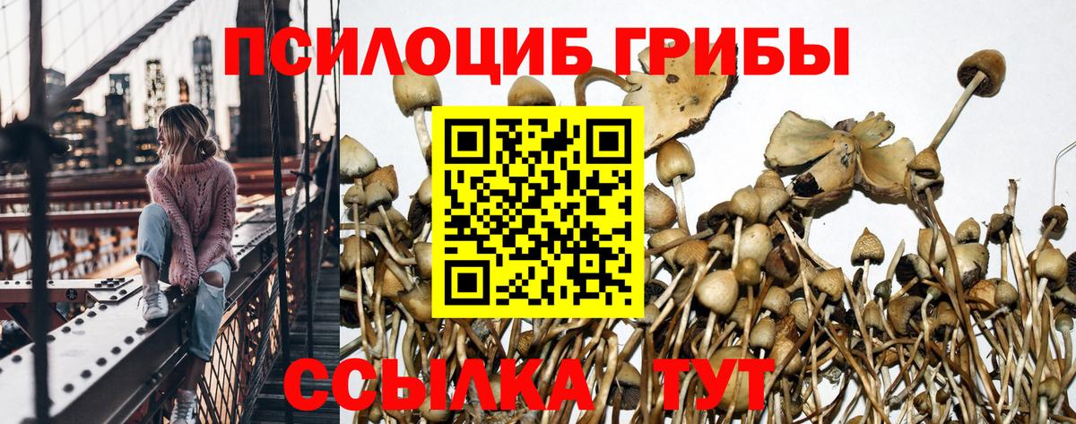 Галлюциногенные грибы прущие грибы  наркошоп  Зерноград  Вход с VPN 